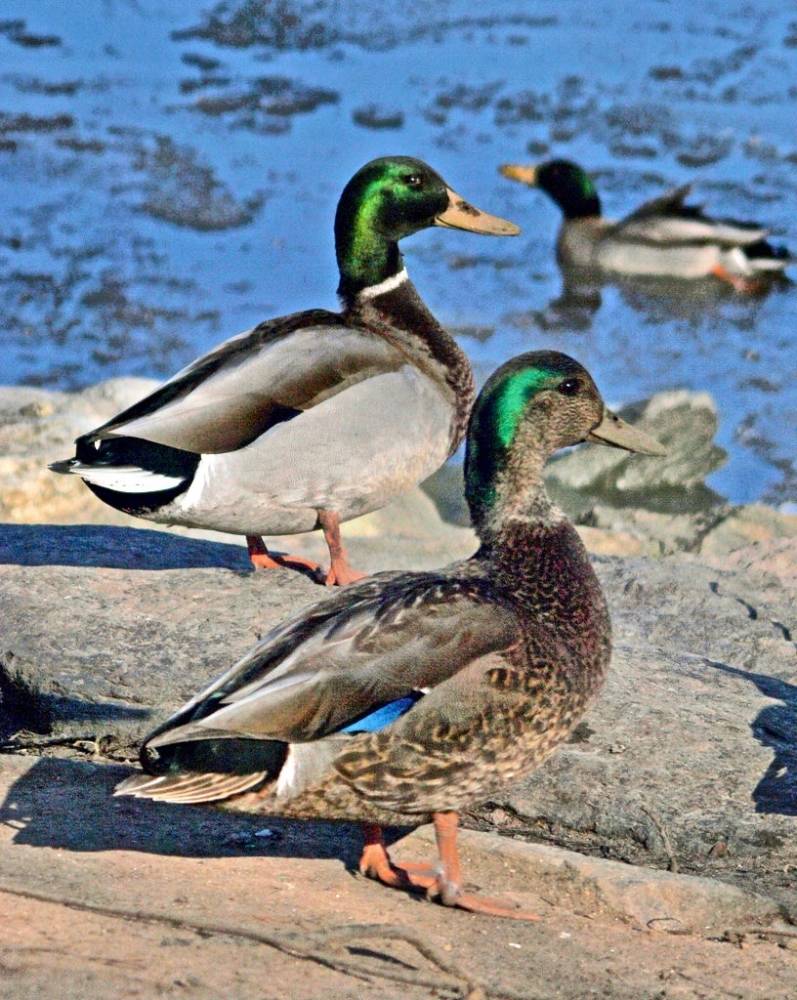 Hybrid male adult: American Black duck x Mallard by Steve Guttman NYC is licensed under CC BY-NC-ND 2.0